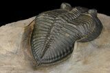 Detailed Zlichovaspis Trilobite - Issoumour, Morocco #171511-5